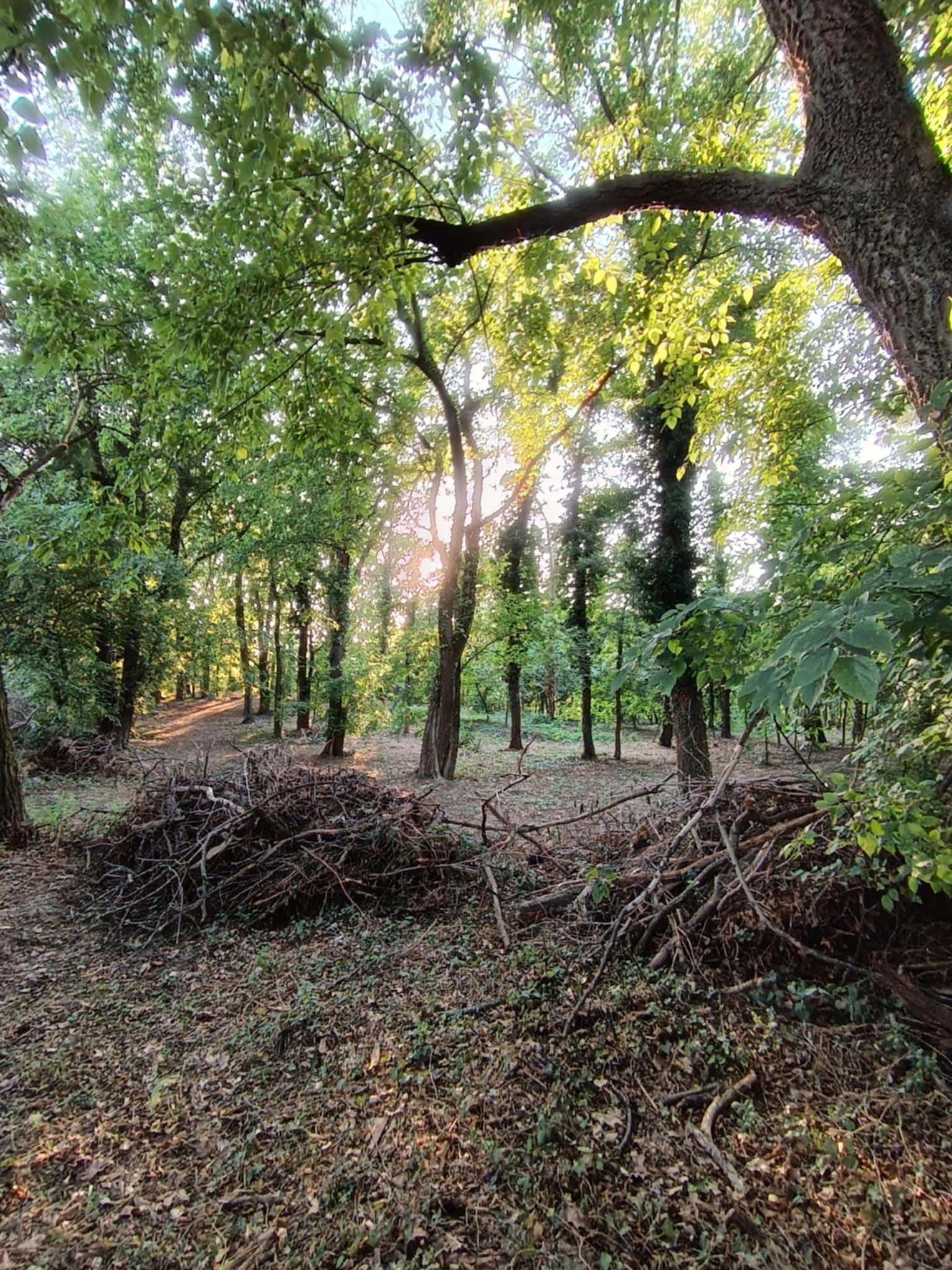 átkelés egy erdei akadályon