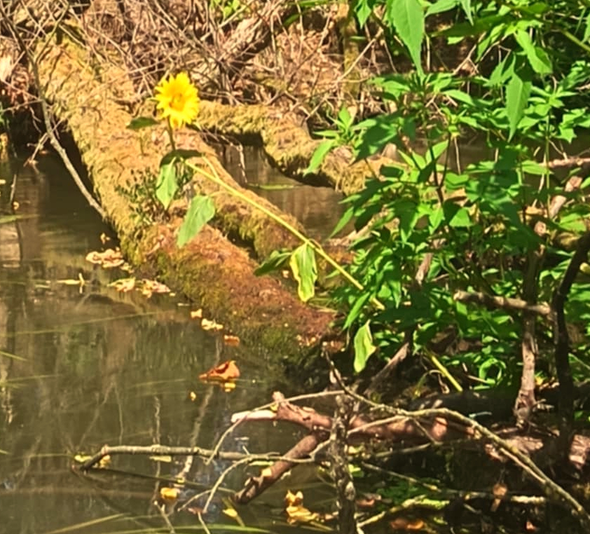 Marcal, evezés, Győr, Győr környéke, vizitura, kajak, kenu, kiscsoport, erdőmerülés, természetcoach
